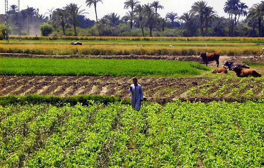 تظهر في الصورة مشهدًا زراعيًا جميلًا. في المقدمة، توجد حقل أخضر مليء بالنباتات، ويمشي فيه شخص يرتدي جلبابًا. في الخلفية، يمكن رؤية أشجار النخيل ترتفع في الأفق، كما تظهر بعض الأبقار ترعى في الحقل. يبدو الجو مشمسًا ومشرقًا، مما يضفي على المشهد أجواءً هادئة وطبيعية.