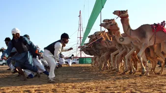 تشير الصورة إلى سباق الإبل، حيث يُلاحظ عدد من الإبل التي تم تجهيزها للسباق، يقودها متسابقون يرتدون ملابس تعبر عن التراث. يتمسك البعض بالحبال الخاصة بالإبل بينما تتحرك الإبل نحو خط النهاية. يتميز المكان بأجواء احتفالية، مع وجود خيام وبساط من الرمال تحت أشعة الشمس.