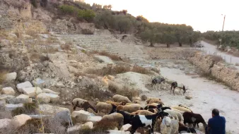 الصورة تُظهر مشهداً طبيعياً في منطقة ريفية. يوجد فيها قطيع من الماعز والأغنام يتجول بين الصخور والأرض الجرداء. في الخلفية، يمكن رؤية بقايا مدرج أو مكان أثري، مع أشجار الزيتون على الجانبين. شخص واحد يبدو وكأنه يجلس بالقرب من القطيع، مما يشير إلى أن هذا قد يكون شخصاً يرعى الحيوانات. الجو يبدو هادئاً والطبيعة محيطة بالمكان.