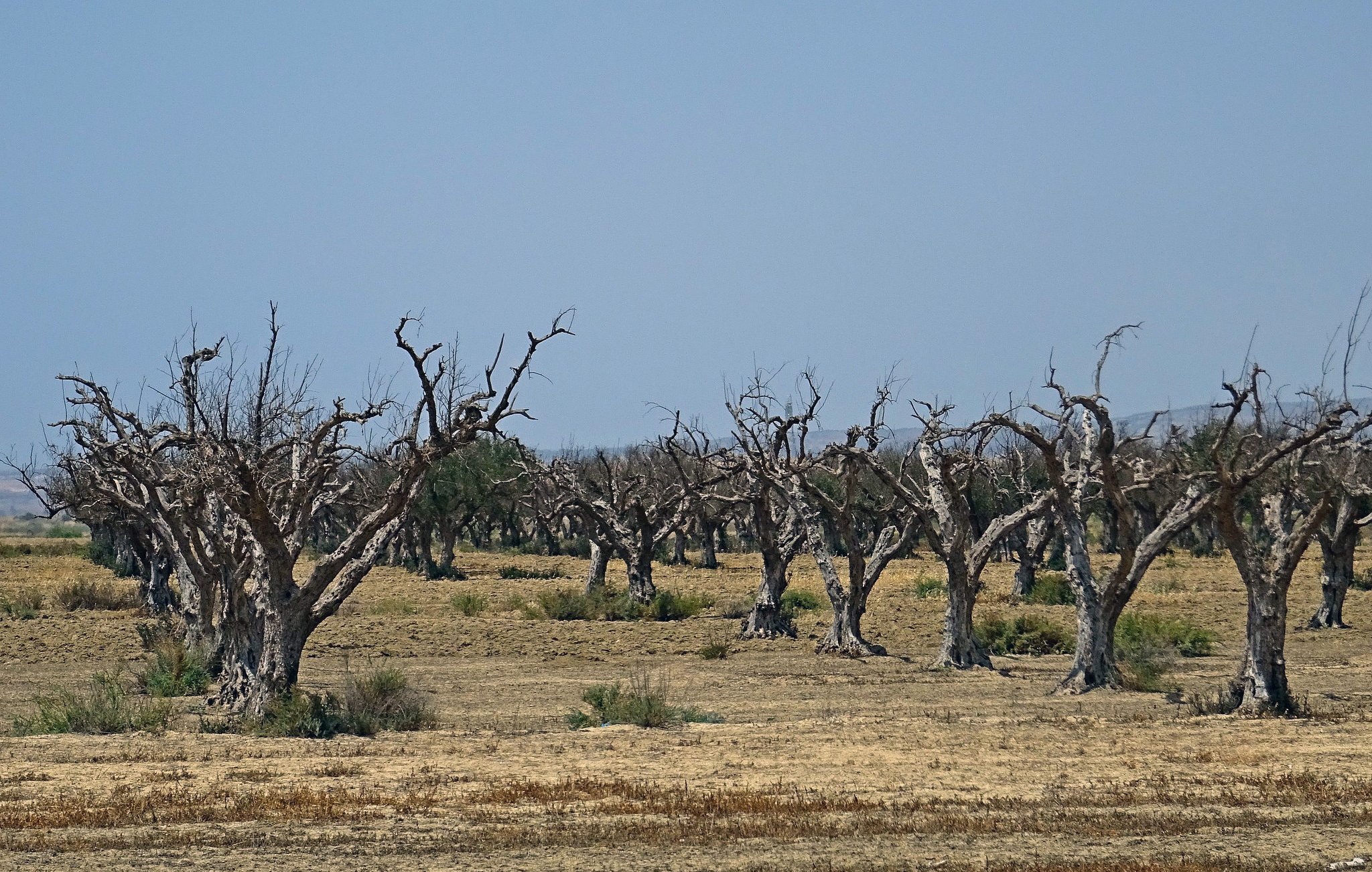 The image depicts a landscape filled with barren, leafless trees that have a gnarled appearance. The ground is dry and brown, suggesting a lack of moisture. The sky above is clear and blue, creating a stark contrast with the desolate scene below. The trees are spaced apart, emphasizing the emptiness of the area, and some have twisted branches that add to the overall feeling of decay or desolation.