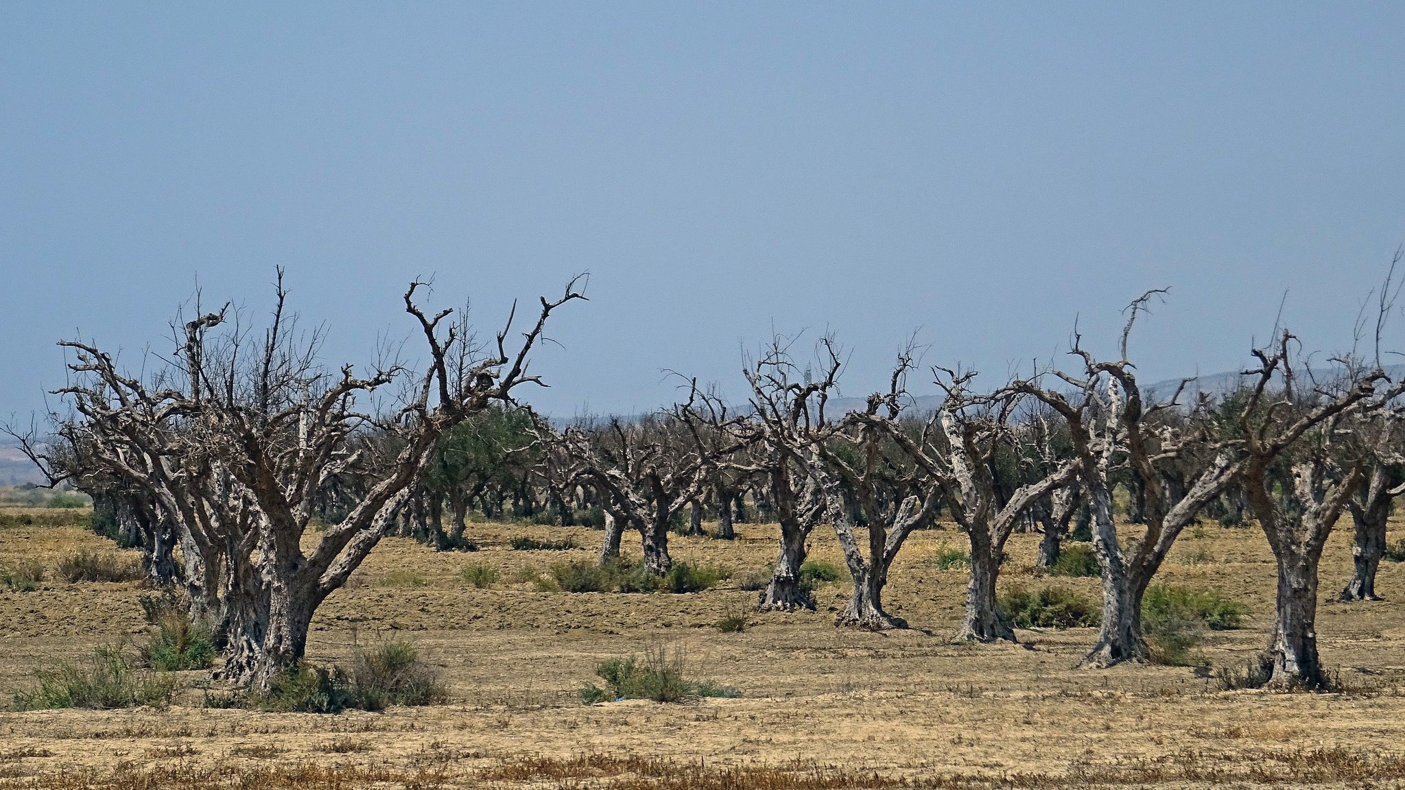 La imagen muestra un paisaje árido con árboles secos y deshojados. Los árboles tienen un aspecto marchito, con troncos gruesos y ramas que se extienden hacia arriba, aparentemente sin hojas. El terreno es seco, con pasto amarillento y áreas resecas que sugieren falta de agua. El cielo es de un azul claro, lo que contrasta con el aspecto desolado del terreno. La escena transmite una sensación de desolación y sequedad.