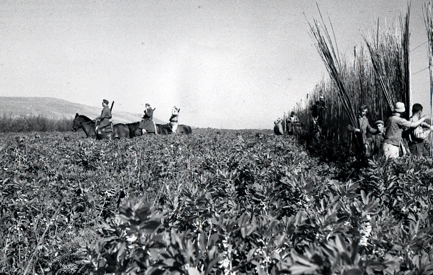 La imagen muestra un paisaje agrícola en blanco y negro, donde se pueden ver varias personas trabajando en un campo. Algunos están montando caballos, mientras que otros recolectan o manejan las plantas. El entorno parece ser rural, con un terreno amplio y montañas al fondo. El ambiente refleja una actividad agrícola tradicional, donde la comunidad se une para realizar labores en el campo.