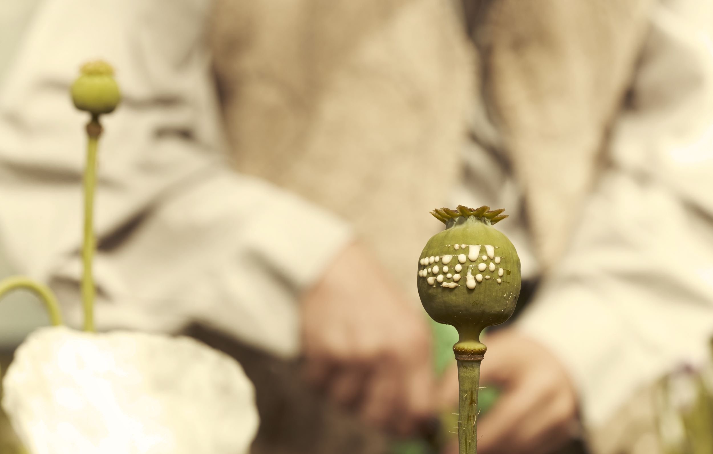 در این تصویر، یک کپسول غیرمستقیم شاهدانه (پاپی) سبز رنگ در کانون توجه قرار دارد. این کپسول به شکل گرد و به رنگ سبز مایل به زرد است و بر روی آن تعدادی نقاط سفید قابل مشاهده است. در پسزمینه، فردی با لباس ساده و کمرنگ دیده میشود که احتمالاً مشغول کار در طبیعت یا باغی است. فضای تصویر به نظر آرام و طبیعی میرسد.