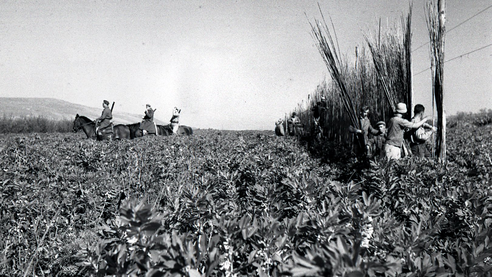 در این تصویر، تعدادی کشاورز در یک مزرعه در حال کار هستند. در سمت چپ تصویر، چند نفر بر روی اسب نشستهاند و در سمت راست، گروهی در حال برداشت یا کار با گیاهان هستند. این تصویر بهنظر میرسد که مربوط به دوران گذشته باشد و فضای طبیعی و کشاورزی را به تصویر میکشد. زمین پوشیده از گیاهان است و در پسزمینه، کوهها یا تپههایی نیز قابل مشاهدهاند. حال و هوای تصویر نشاندهنده فعالیتهای کشاورزی سنتی در یک جامعه روستایی است.
