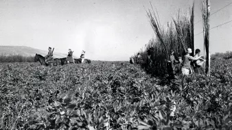 در این تصویر، تعدادی کشاورز در یک مزرعه در حال کار هستند. در سمت چپ تصویر، چند نفر بر روی اسب نشستهاند و در سمت راست، گروهی در حال برداشت یا کار با گیاهان هستند. این تصویر بهنظر میرسد که مربوط به دوران گذشته باشد و فضای طبیعی و کشاورزی را به تصویر میکشد. زمین پوشیده از گیاهان است و در پسزمینه، کوهها یا تپههایی نیز قابل مشاهدهاند. حال و هوای تصویر نشاندهنده فعالیتهای کشاورزی سنتی در یک جامعه روستایی است.