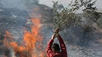 در تصویر، فردی به نظر میرسد که یک شاخه درخت زیتون را در حالی که در پسزمینه آتش زبانه میکشد، بالا برده است. آتش به شدت شعلهور است و دود به آسمان بلند میشود. محیط اطراف شبیه به مکان طبیعی یا جنگل است که احتمالاً در آتشسوزی آسیب دیده است. این صحنه حس اضطراب و کشمکش را منتقل میکند.