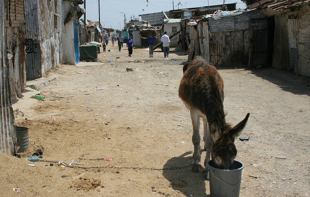 L'image montre un âne attaché à un seau dans une rue de ce qui semble être un quartier informel ou une zone urbaine rurale. Sur le sol, il y a du sable, et des maisons en tôle ou en matériaux rudimentaires se trouvent des deux côtés de la rue. On peut voir quelques personnes marcher au loin, ajoutant une atmosphère de vie à la scène. L'environnement semble modeste, reflétant une réalité de conditions de vie plus précaires.