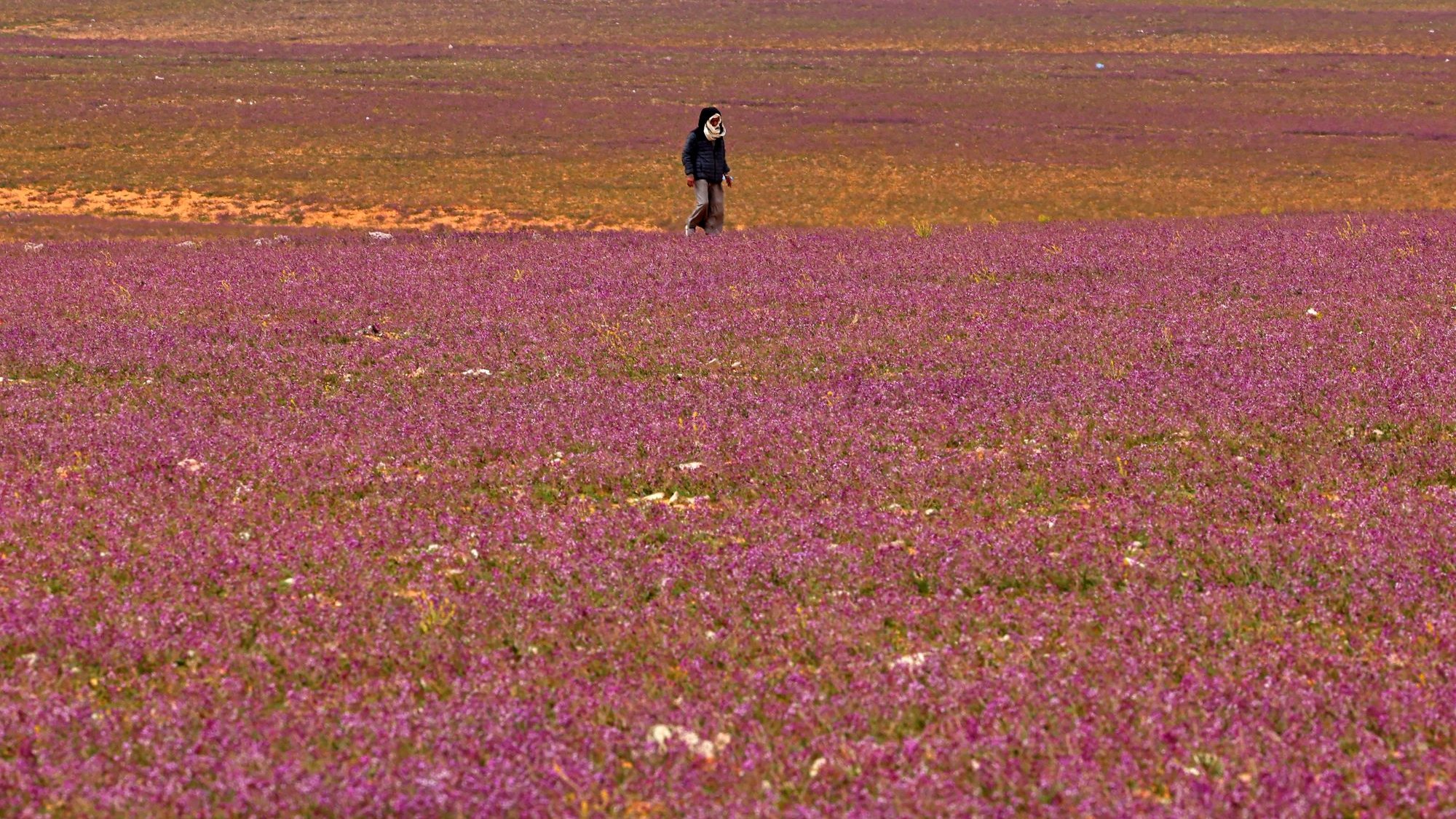 L'image montre un vaste champ recouvert de fleurs de couleur rose. Au centre, une personne marche seule dans ce paysage coloré, créant un joli contraste avec le sol florissant. L'horizon est parsemé de nuances de violet et d'orange, suggérant une atmosphère paisible et naturelle.