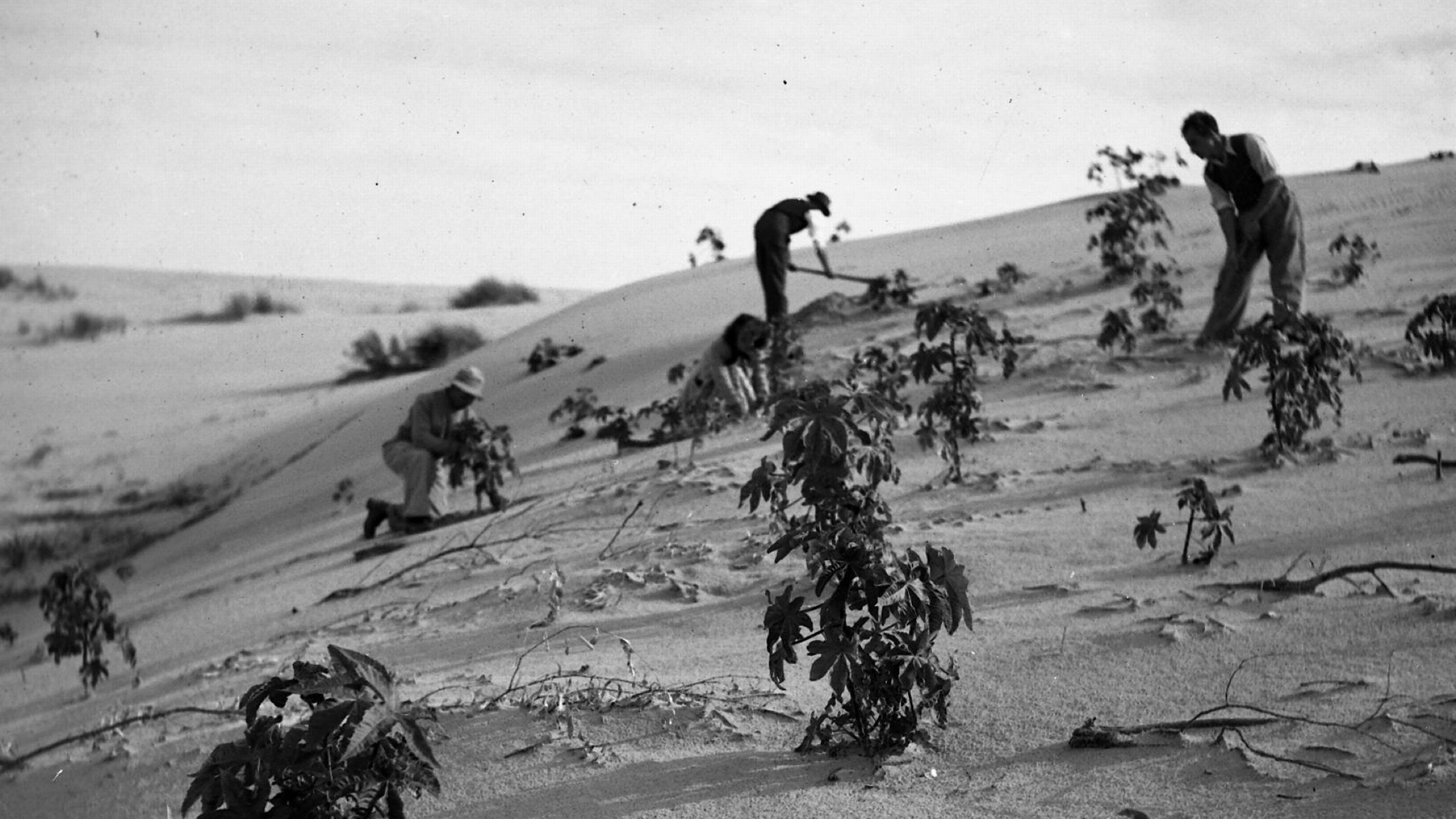 L'image montre des personnes travaillant sur une pente sablonneuse, probablement dans une région désertique. Elles sont accroupies et s'occupent de jeunes plants ou cultures qui poussent sur cette surface. Le paysage semble aride, avec quelques petites plantes émergeant du sable. L'ambiance générale est celle du travail agricole en milieu difficile.