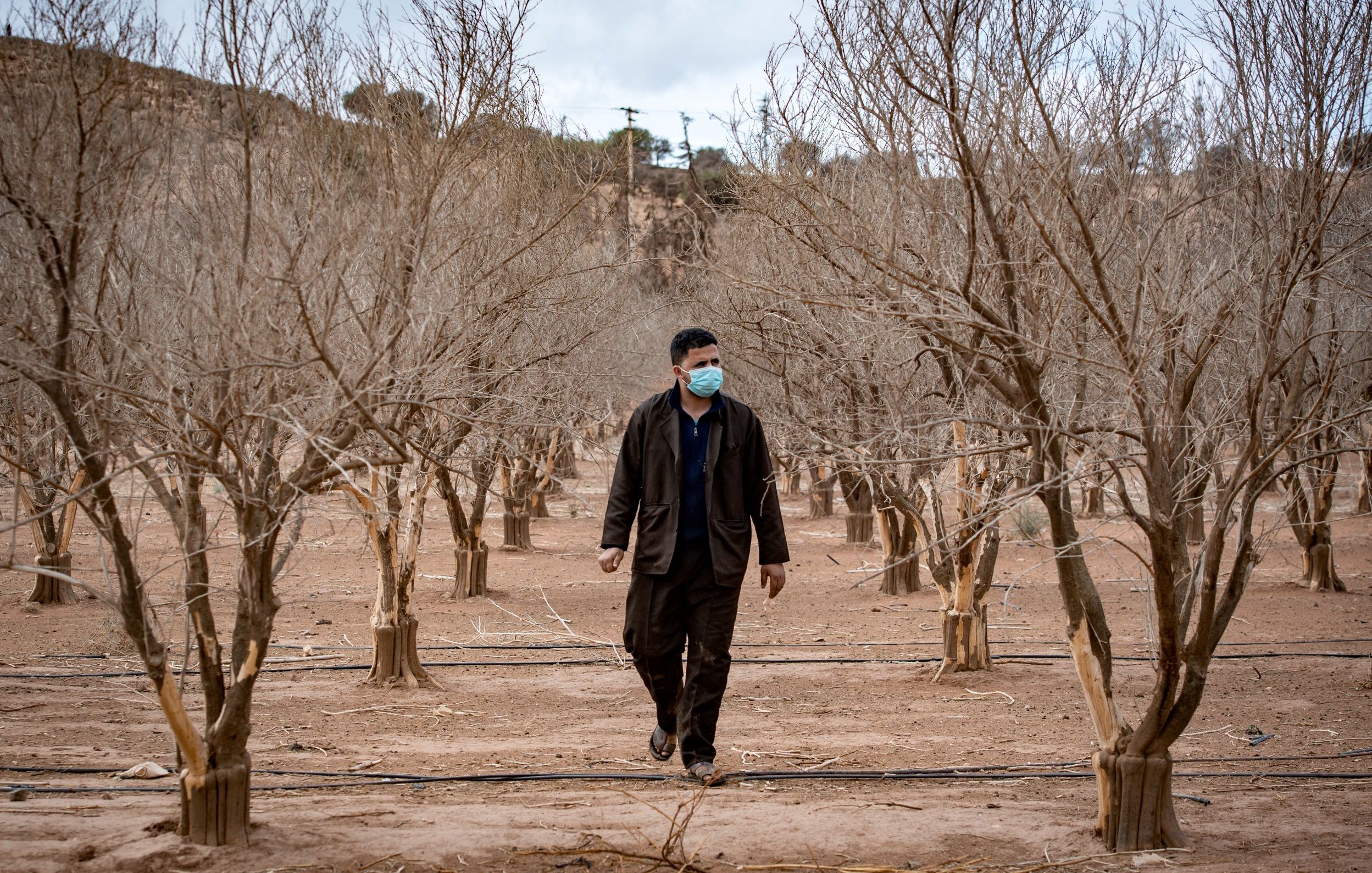 L'image montre un homme marchant à travers un verger d'arbres desséchés. Les arbres semblent dépouillés de feuilles, avec des branches sèches qui s'étendent vers le ciel. L'homme porte un masque, ce qui suggère qu'il pourrait être conscient de la santé ou des conditions environnementales. Le sol est aride et le paysage environnant est désertique, avec quelques collines en arrière-plan. L'atmosphère de la scène semble être calme mais aussi empreinte d'une certaine tristesse en raison de l'état des arbres.