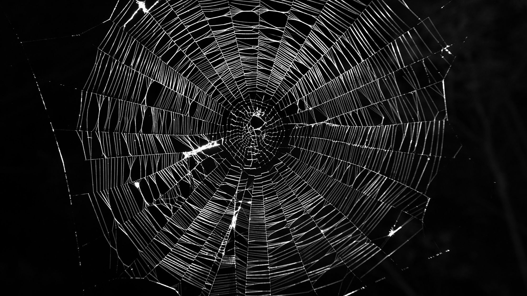 L'image montre une toile d'araignée délicate et complexe, construite avec des fils translucides et brillants. Le fond est sombre, ce qui met en valeur la structure de la toile. Les motifs géométriques formés par les fils créent un effet visuel fascinant, capturant la lumière de manière à donner à l'ensemble un aspect presque artistique. La toile est parfaitement centrée, avec un large cercle au centre, et les rayons s'étendent uniformément vers l'extérieur.