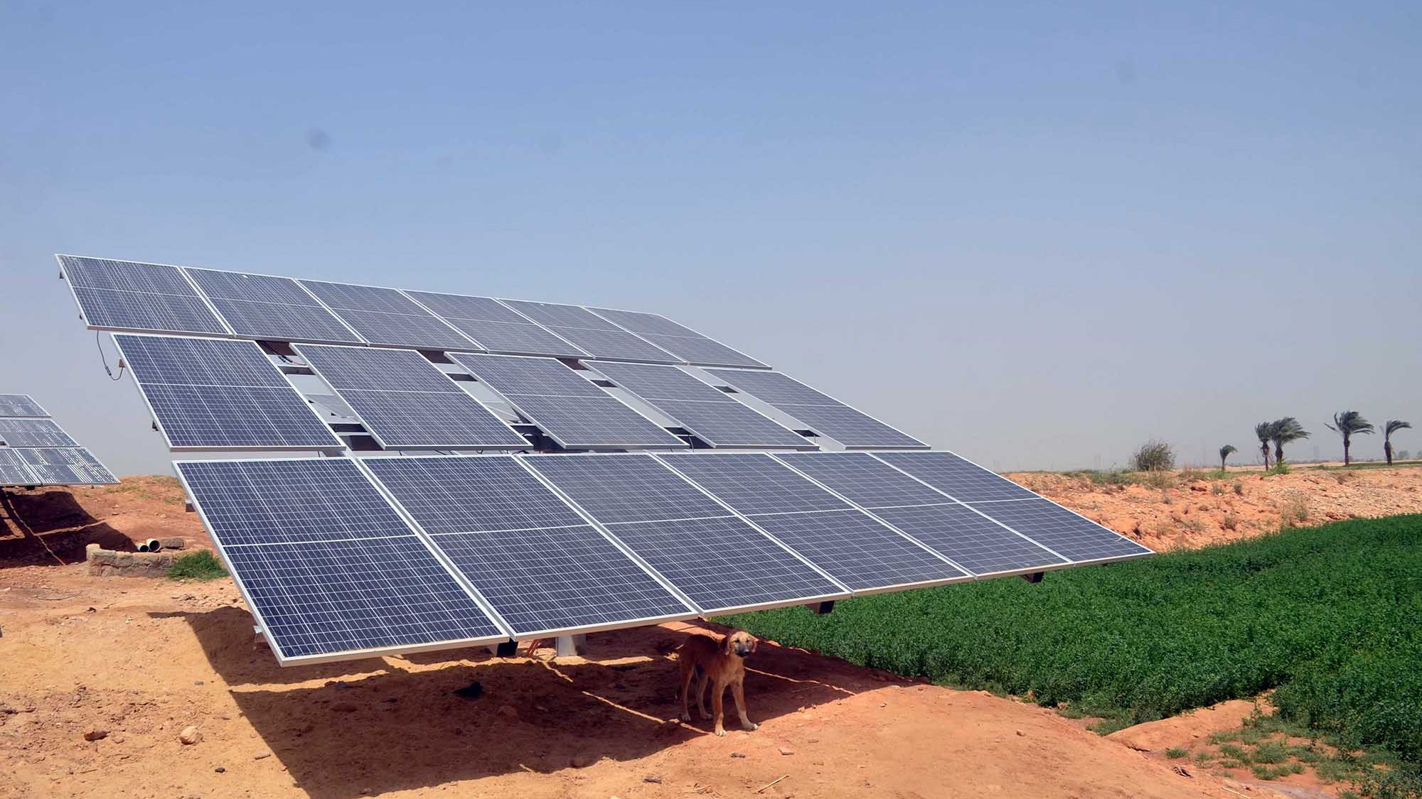 L'image montre un champ de panneaux solaires orientés vers le ciel, installés sur un terrain désertique. En dessous des panneaux, un chien semble se tenir à l'abri de la chaleur. En arrière-plan, on aperçoit une bande de verdure, probablement un champ cultivé, et quelques palmiers qui ajoutent une touche de nature à l'environnement aride. Le ciel est clair et dégagé, suggérant une journée ensoleillée.