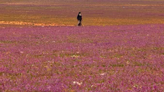 L'image montre un vaste champ recouvert de fleurs de couleur rose. Au centre, une personne marche seule dans ce paysage coloré, créant un joli contraste avec le sol florissant. L'horizon est parsemé de nuances de violet et d'orange, suggérant une atmosphère paisible et naturelle.