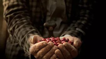L'image montre des mains vieilles et usées, qui tiennent délicatement des baies rouges, probablement des fruits de café ou des cerises. L'arrière-plan est flou, ce qui met en valeur les mains et les fruits. Les mains sont marquées par le temps et le travail, et il y a un outil en bois en position verticale dans le fond, suggérant un lien avec la récolte ou la transformation des baies. La lumière est douce, ajoutant une ambiance chaleureuse à la scène.