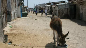 L'image montre un âne attaché à un seau dans une rue de ce qui semble être un quartier informel ou une zone urbaine rurale. Sur le sol, il y a du sable, et des maisons en tôle ou en matériaux rudimentaires se trouvent des deux côtés de la rue. On peut voir quelques personnes marcher au loin, ajoutant une atmosphère de vie à la scène. L'environnement semble modeste, reflétant une réalité de conditions de vie plus précaires.