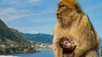 L'image montre deux singes sur un mur surplombant un paysage magnifique. On peut voir un singe adulte avec un pelage brun doré, qui semble protecteur, tenant un plus jeune singe contre lui. En arrière-plan, on aperçoit des montagnes verdoyantes et une mer calme, sous un ciel bleu avec quelques nuages. Cela évoque un moment tendre entre la mère et son petit, dans un cadre naturel pittoresque.