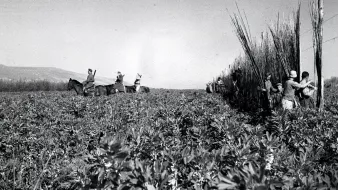 L'image montre une scène de récolte où plusieurs personnes travaillent dans un champ. On peut voir des travailleurs à cheval au fond, tandis que d'autres, au premier plan, semblent couper ou rassembler des plantes ou des herbes. Le paysage est vaste et rural, avec un ciel clair, suggérant une journée ensoleillée. Les vêtements des travailleurs peuvent indiquer une époque passée, donnant à l'image un air nostalgique.