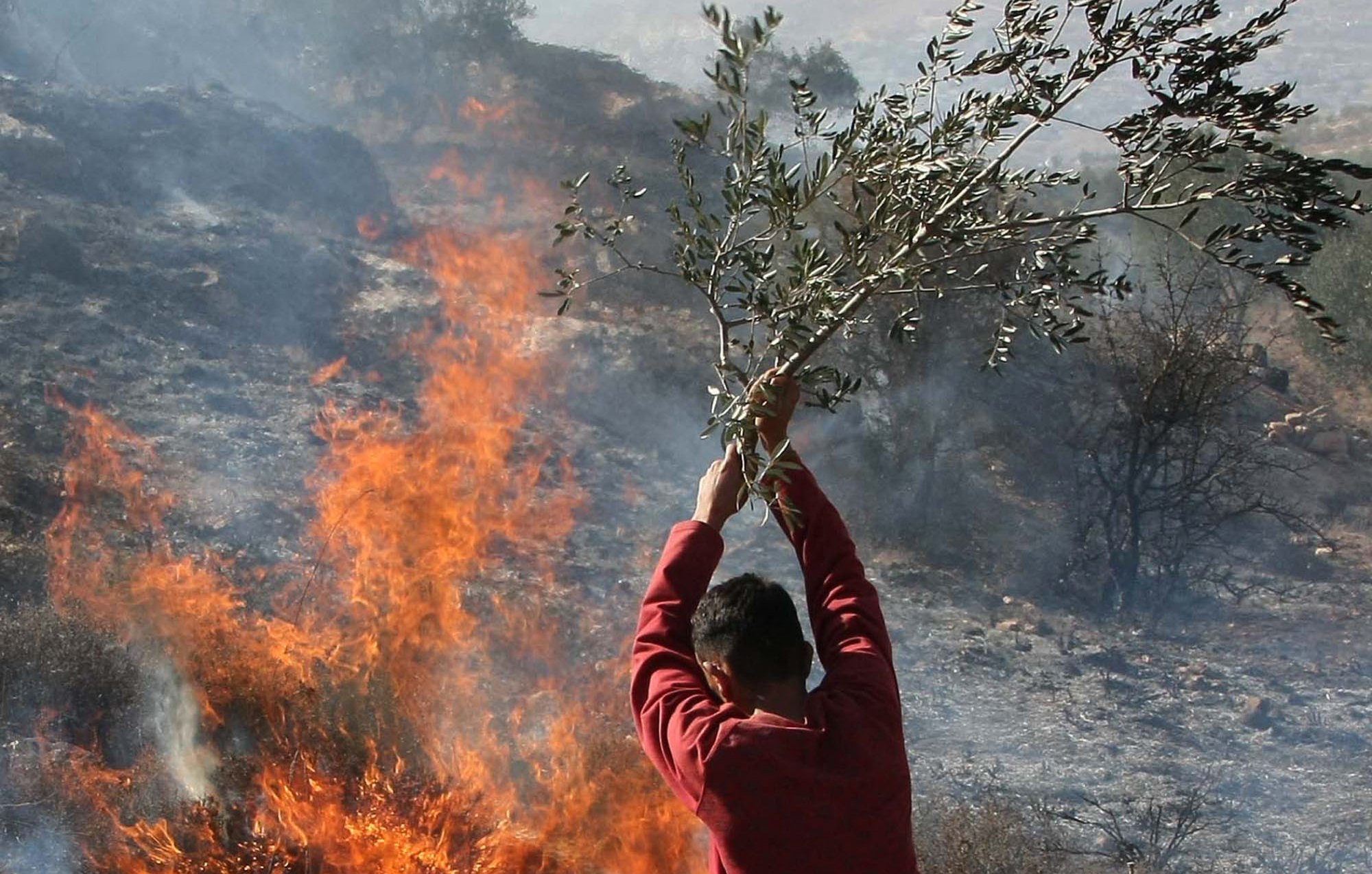 L'immagine mostra una persona che tiene in mano un ramo d'olivo mentre si trova vicino a un incendio. Sullo sfondo, le fiamme e il fumo si alzano, creando un'atmosfera di tensione. Il contrasto tra la natura rappresentata dal ramo e la devastazione del fuoco è molto evidente. L'azione sembra evocare un gesto di difesa o ricerca di speranza in un contesto difficile.