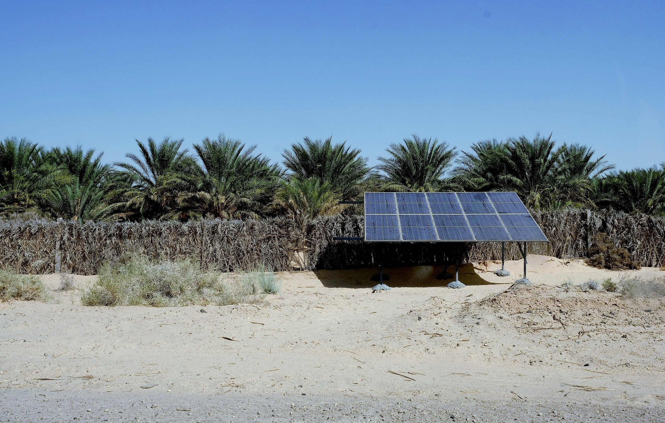 L'immagine mostra un'installazione di pannelli solari situata in un ambiente desertico. Sullo sfondo, si possono vedere palme che crescono, suggerendo la presenza di una vegetazione resistente al clima secco. L'area circostante è caratterizzata da sabbia e vegetazione bassa, tipica dei luoghi aridi. Il sole splende nel cielo blu, evidenziando il focus sulla sostenibilità e sull'energia rinnovabile in questa zona.