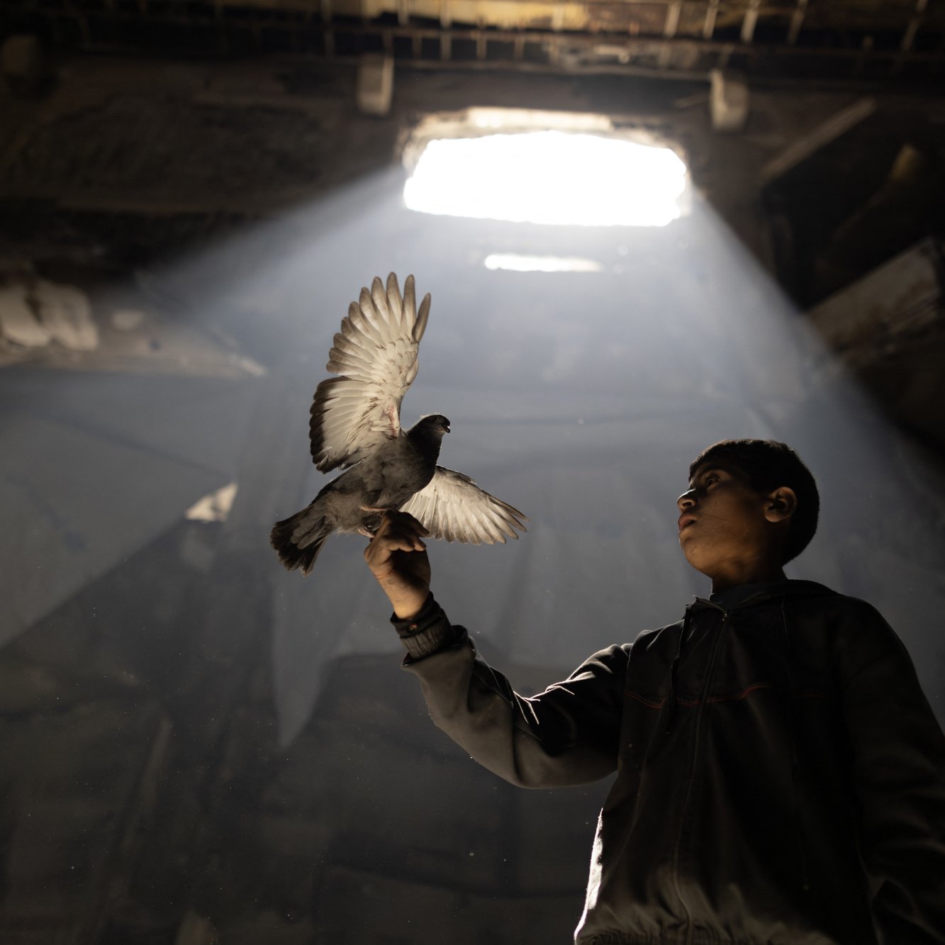 Un ragazzo tiene un piccione su un dito, in un ambiente illuminato da un raggio di luce.