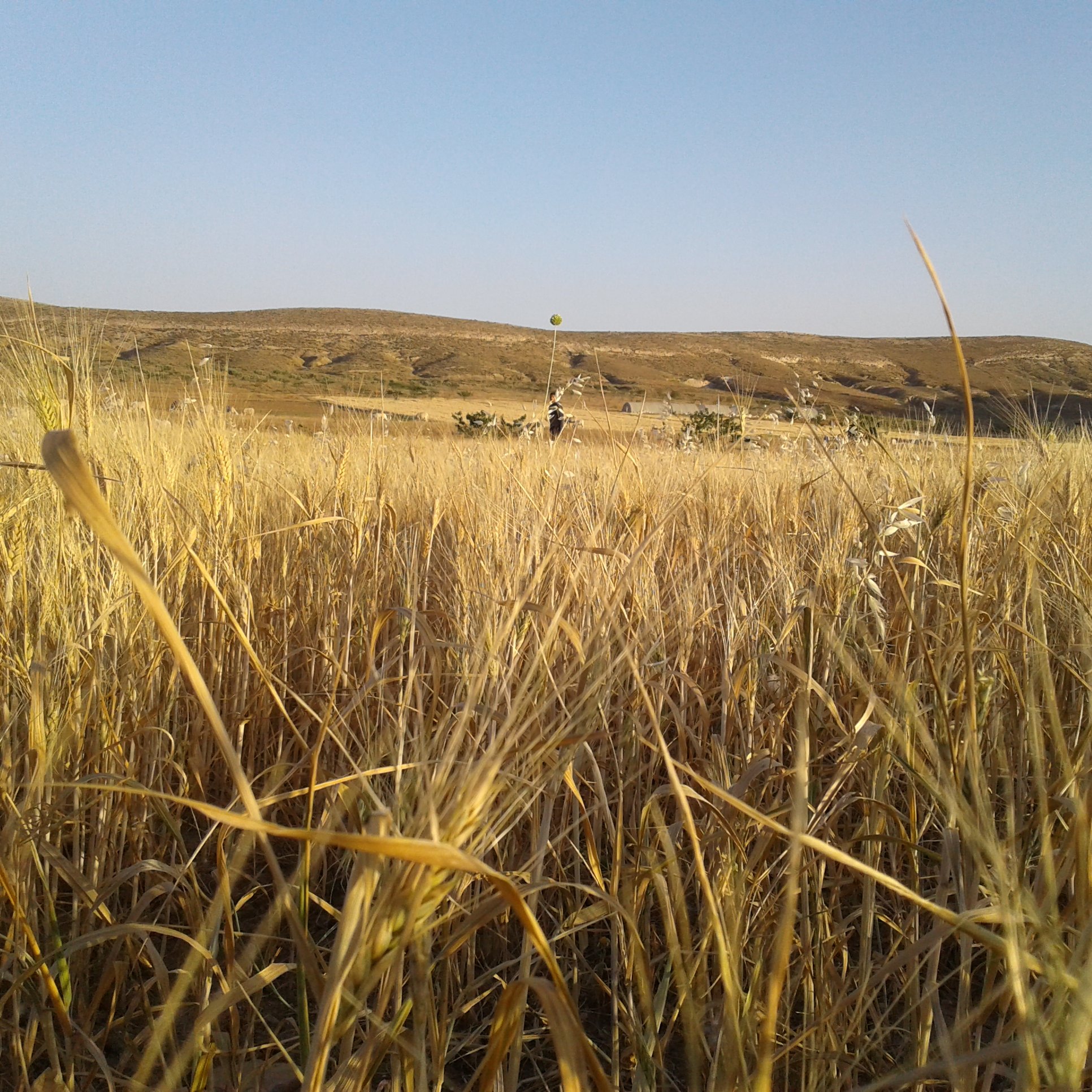 L'image montre un paysage naturel avec des champs de blé ou d'herbes sèches qui s'étendent à perte de vue. Les talles de l'herbe sont dorées, reflétant la lumière du soleil. En arrière-plan, on aperçoit des collines douces sous un ciel dégagé. L'ensemble dégage une atmosphère calme et rural.