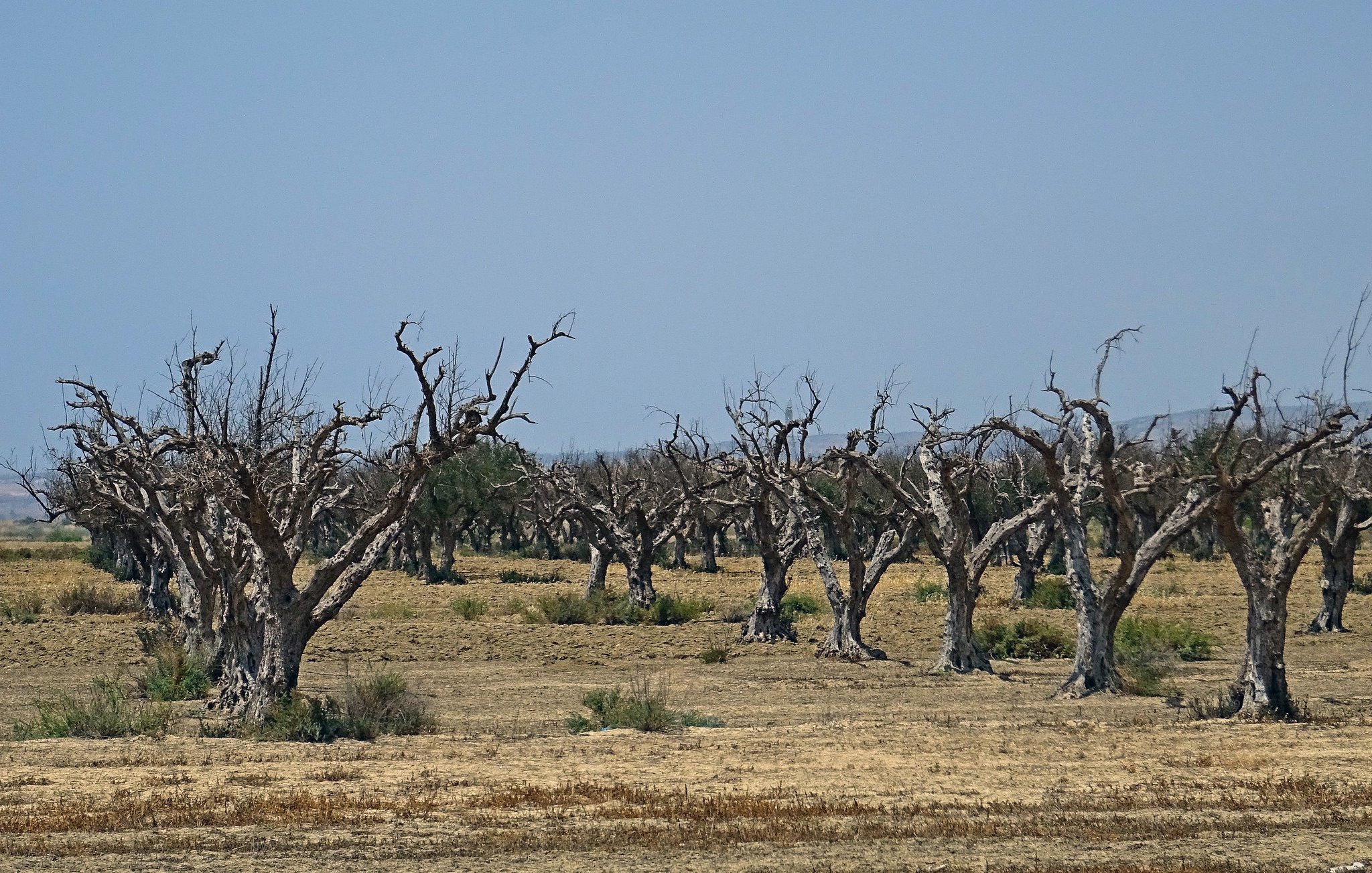 الصورة تُظهر مجموعة من الأشجار الجرداء في منطقة قاحلة. الأشجار يبدو أنها ميتة أو جافة، حيث تفتقر إلى الأوراق. يُحيط بالأشجار مساحة واسعة من الأرض اليابسة، مما ينم عن بيئة جافة أو منطقة تعرضت للجفاف. السماء في الخلفية زرقاء، ولكنها قد تشير أيضًا إلى حرّ شديد. هذه الصورة تعكس مشهدًا من الطبيعي القاحل حيث يفتقر المشهد إلى الحياة الخضراء.