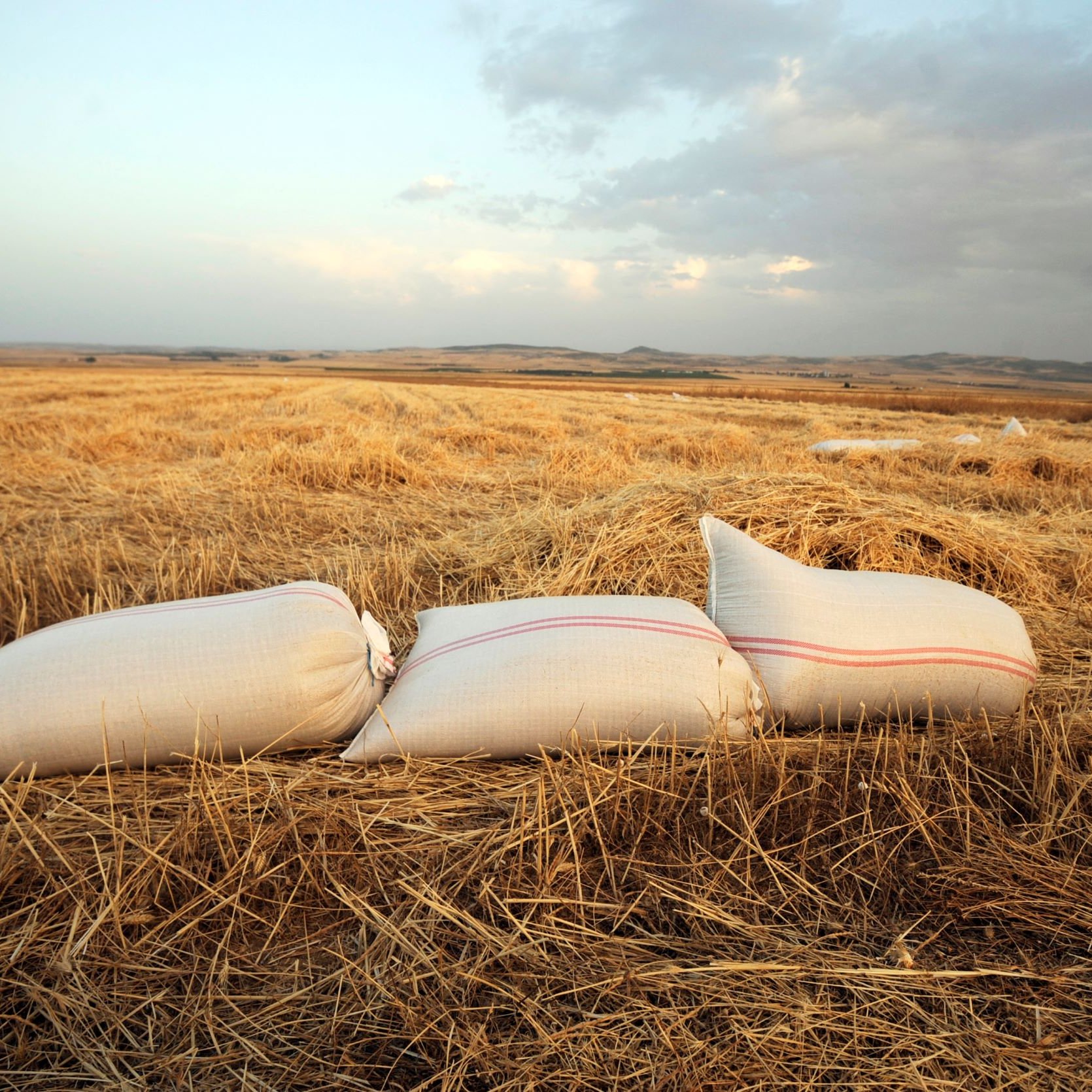 L'image montre un champ de blé ou de céréales après la moisson. Au premier plan, il y a plusieurs sacs de récolte, sans doute remplis de céréales, qui sont posés sur le sol. Le champ est très sec et parsemé de paille. En arrière-plan, le ciel est nuageux, avec des teintes qui suggèrent une lumière douce, probablement au lever ou au coucher du soleil. L'ensemble donne une impression de tranquillité et de ruralité.