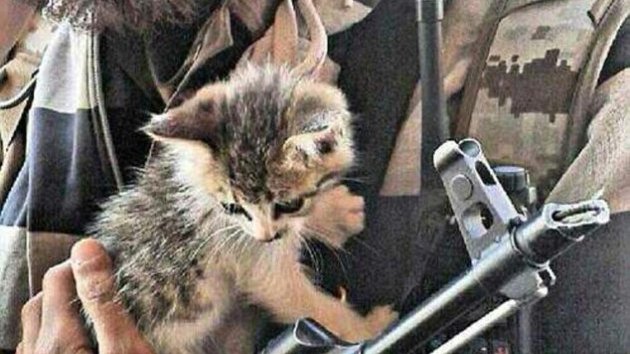 L'image montre un homme portant un uniforme militaire avec une barbe, tenant un chaton dans ses bras. Le chaton, qui semble curieux et mignon, est positionné près d'une arme à feu et d'un talkie-walkie accrochés à l'uniforme. L'ensemble crée un contraste saisissant entre la douceur de l'animal et l'environnement militarisé.