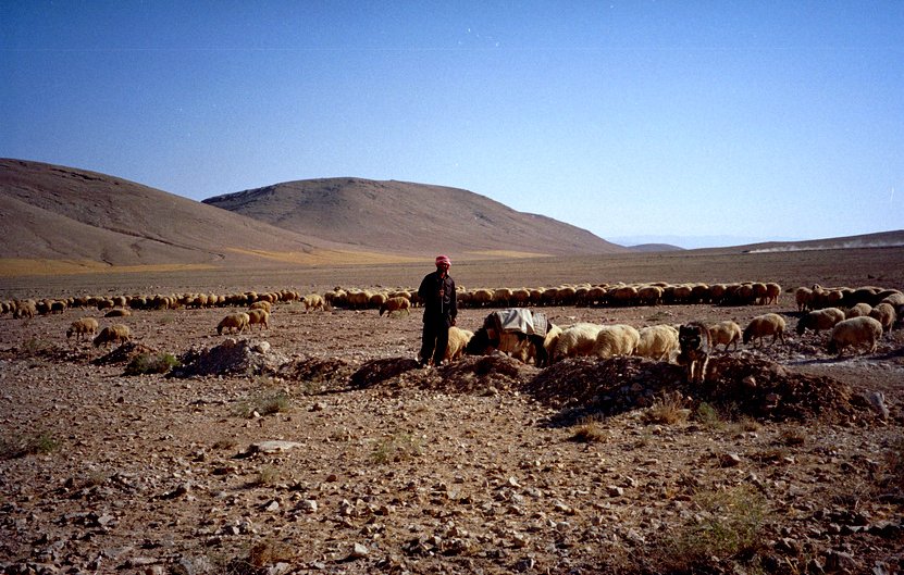تظهر في الصورة مشهداً طبيعياً يتضمن شخصاً يقف وسط قطيع من الأغنام في منطقة صحراوية أو جبلية. في الخلفية، تُرى تلال متموجة تحت سماء زرقاء صافية. يبدو أن الشخص يرتدي ملابس تقليدية ويعتني بالأغنام، بينما تتركز الحيوانات بالقرب منه على الأرض. الأرض تبدو جافة ومغطاة بالحجارة والنباتات القليلة. تشير الصورة إلى حياة البدو ورعي الأغنام في المناطق القاحلة.