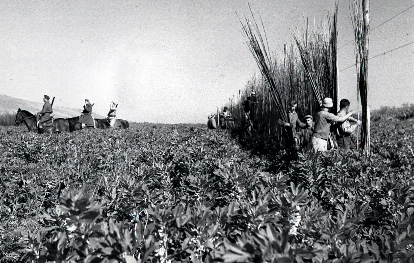 در این تصویر، تعدادی کشاورز در یک مزرعه در حال کار هستند. در سمت چپ تصویر، چند نفر بر روی اسب نشسته‌اند و در سمت راست، گروهی در حال برداشت یا کار با گیاهان هستند. این تصویر به‌نظر می‌رسد که مربوط به دوران گذشته باشد و فضای طبیعی و کشاورزی را به تصویر می‌کشد. زمین پوشیده از گیاهان است و در پس‌زمینه، کوه‌ها یا تپه‌هایی نیز قابل مشاهده‌اند. حال و هوای تصویر نشان‌دهنده فعالیت‌های کشاورزی سنتی در یک جامعه روستایی است.