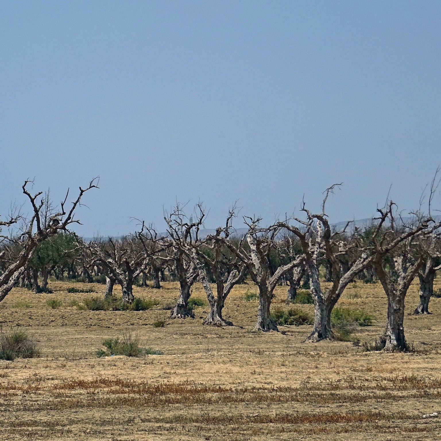 الصورة تُظهر مجموعة من الأشجار الجرداء في منطقة قاحلة. الأشجار يبدو أنها ميتة أو جافة، حيث تفتقر إلى الأوراق. يُحيط بالأشجار مساحة واسعة من الأرض اليابسة، مما ينم عن بيئة جافة أو منطقة تعرضت للجفاف. السماء في الخلفية زرقاء، ولكنها قد تشير أيضًا إلى حرّ شديد. هذه الصورة تعكس مشهدًا من الطبيعي القاحل حيث يفتقر المشهد إلى الحياة الخضراء.
