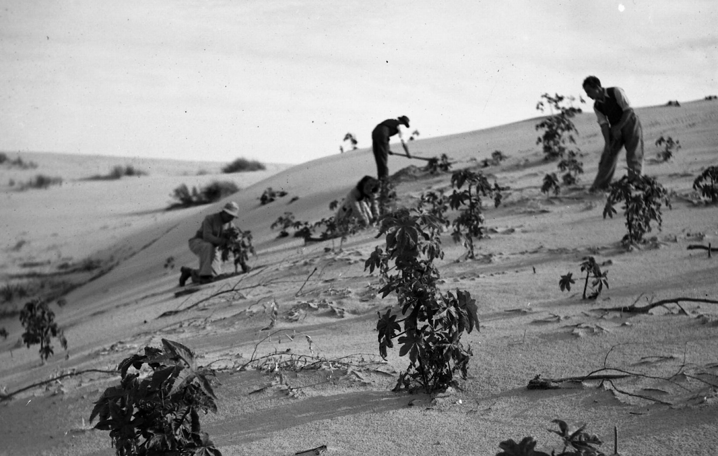 الصورة تظهر مجموعة من الأشخاص يعملون في منطقة صحراوية، حيث يقومون بزراعة أو العناية بالنباتات الصغيرة التي تنمو على سطح الرمال. يبدو أن التضاريس غير مستوية، مع وجود نباتات صغيرة تمتد على الرمال. الأفراد في الصورة مشغولون بأعمالهم، مما يعكس جهود الزراعة في بيئة قاسية. الأسود والأبيض في الصورة يضيفان طابعاً زمنياً خاصاً.