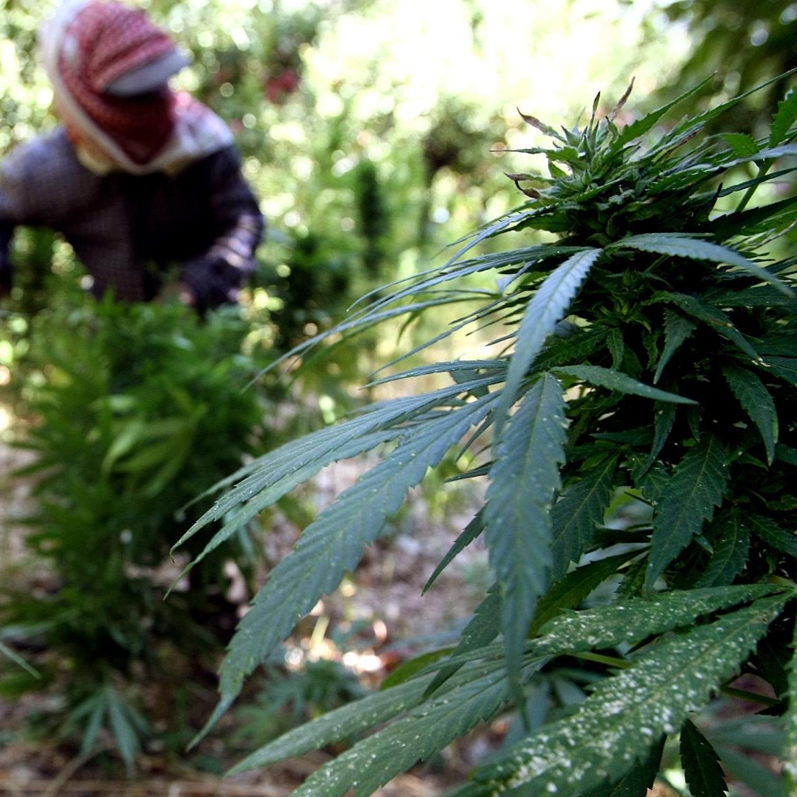 L'image montre un jardin de plantes de cannabis. Au premier plan, on peut voir plusieurs feuilles de cannabis bien développées. À l'arrière-plan, une personne en train de travailler, vêtue de vêtements de protection et d'un chapeau, est occupée à entretenir les plantes. L'environnement est verdoyant et luxuriant, suggérant un cadre naturel et agronomique.