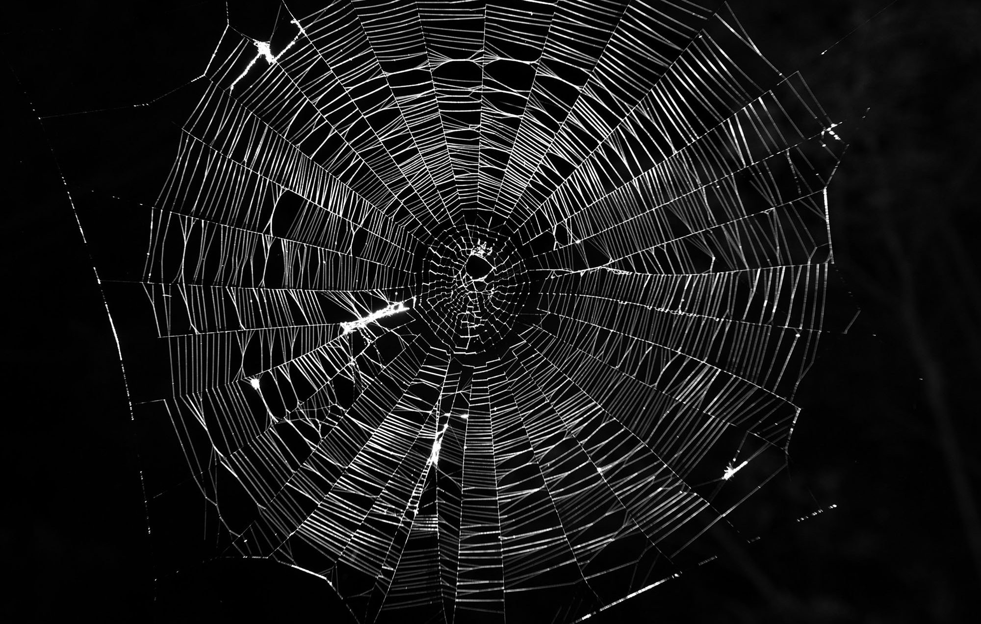 L'image montre une toile d'araignée délicate et complexe, construite avec des fils translucides et brillants. Le fond est sombre, ce qui met en valeur la structure de la toile. Les motifs géométriques formés par les fils créent un effet visuel fascinant, capturant la lumière de manière à donner à l'ensemble un aspect presque artistique. La toile est parfaitement centrée, avec un large cercle au centre, et les rayons s'étendent uniformément vers l'extérieur.