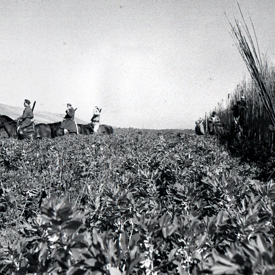 La imagen muestra un paisaje agrícola en blanco y negro, donde se pueden ver varias personas trabajando en un campo. Algunos están montando caballos, mientras que otros recolectan o manejan las plantas. El entorno parece ser rural, con un terreno amplio y montañas al fondo. El ambiente refleja una actividad agrícola tradicional, donde la comunidad se une para realizar labores en el campo.