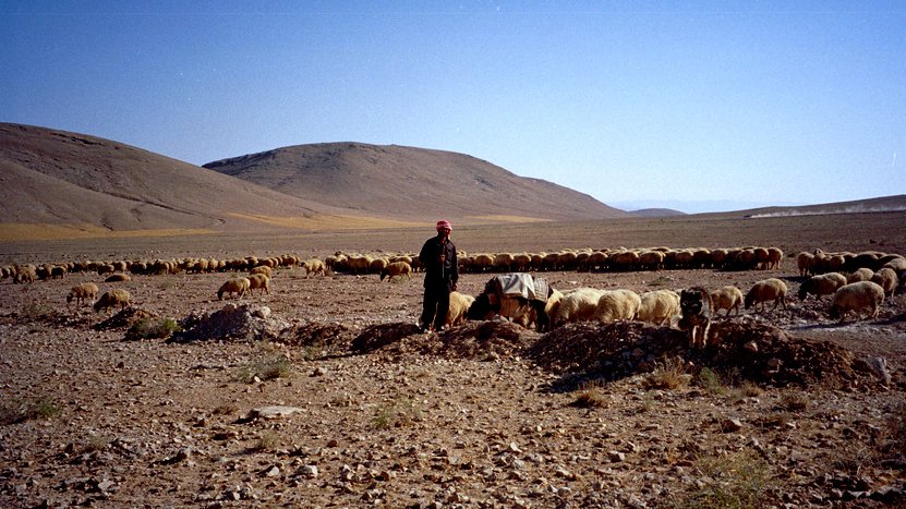 تظهر في الصورة مشهداً طبيعياً يتضمن شخصاً يقف وسط قطيع من الأغنام في منطقة صحراوية أو جبلية. في الخلفية، تُرى تلال متموجة تحت سماء زرقاء صافية. يبدو أن الشخص يرتدي ملابس تقليدية ويعتني بالأغنام، بينما تتركز الحيوانات بالقرب منه على الأرض. الأرض تبدو جافة ومغطاة بالحجارة والنباتات القليلة. تشير الصورة إلى حياة البدو ورعي الأغنام في المناطق القاحلة.