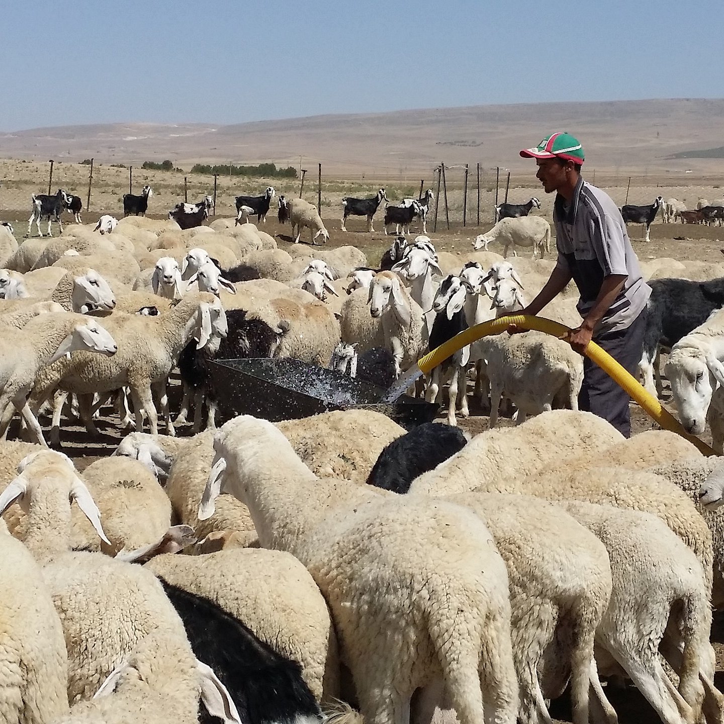 L'image montre un berger travaillant au milieu d'un troupeau de moutons, avec des chèvres en arrière-plan. Le berger utilise un tuyau pour distribuer de l'eau, ce qui attire l'attention des animaux. Le paysage est rural, avec une vaste étendue de terrain sec en arrière-plan. Les moutons sont principalement de couleur blanche et se regroupent autour de l'eau, tandis que le berger semble concentré sur sa tâche.