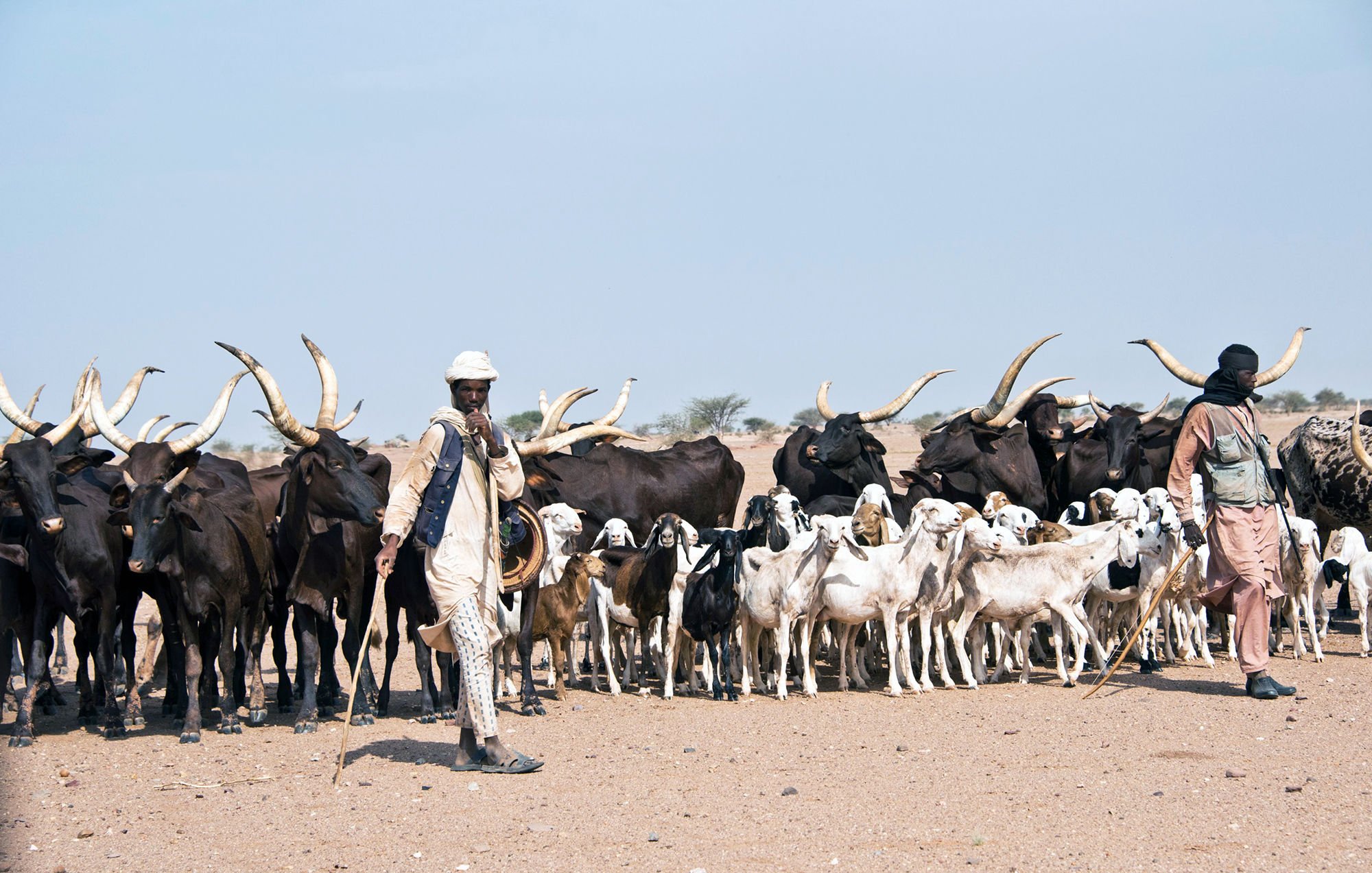 L'image montre un groupe de personnes accompagnant un troupeau d'animaux dans un paysage désertique. On peut voir plusieurs vaches avec des cornes grandes et allongées, ainsi que des chèvres. Les deux personnes présentes portent des vêtements traditionnels adaptés à l'environnement chaud. L'une marche avec un bâton à la main tout en surveillant le troupeau, tandis que l'autre semble observer les animaux. L'arrière-plan est dégagé, soulignant l'immensité du terrain désertique.