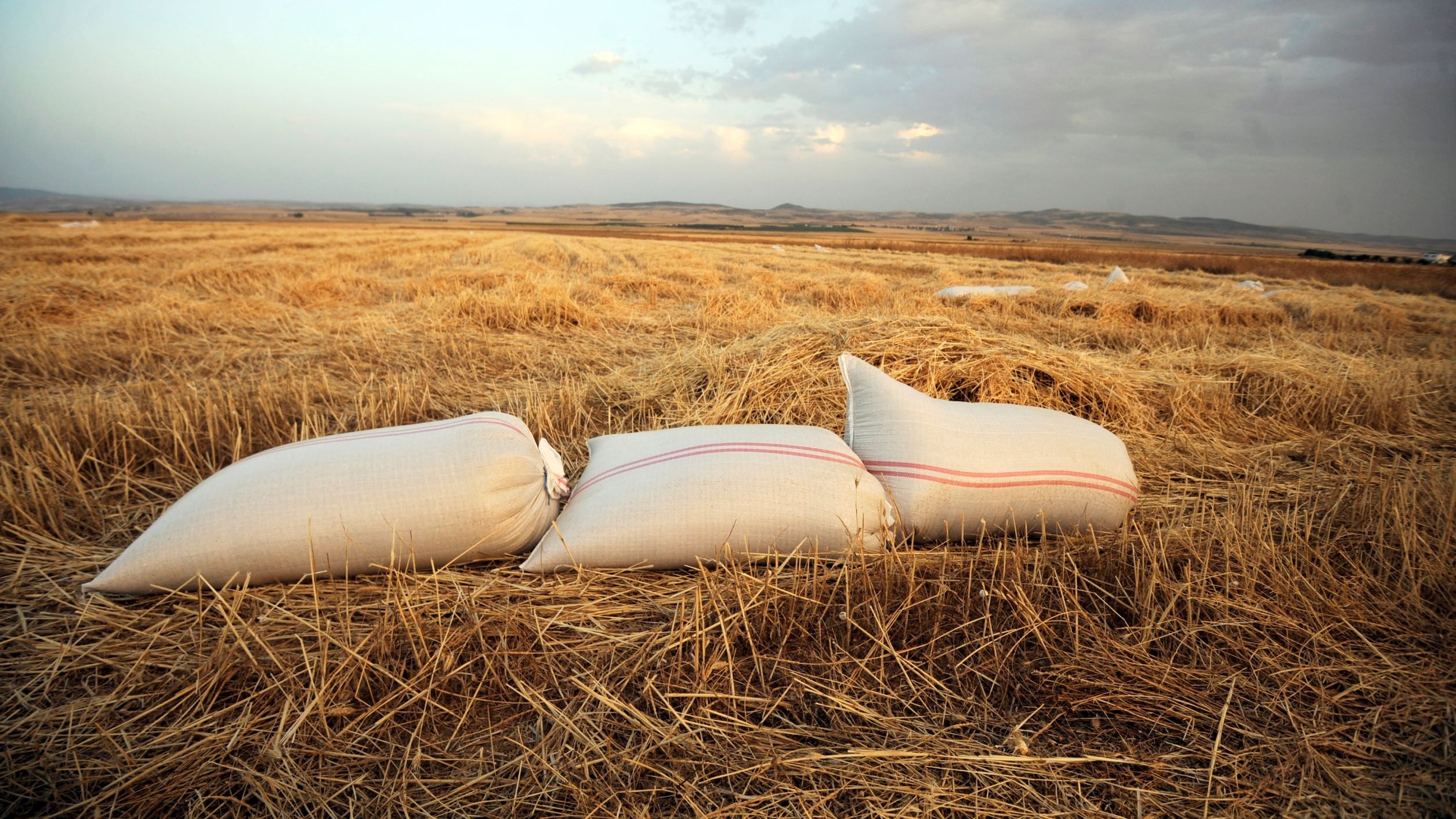 تصویر نشان‌دهنده چمنزار یا مزرعه‌ای است که در آن کیسه‌های گندم یا غلات در کنار هم قرار گرفته‌اند. زمین خشک و طلایی رنگ است و دورنمای آسمان دارای ابرهای پراکنده‌ای است که نوری ملایم را منعکس می‌کنند. این صحنه نشان‌دهنده وقت برداشت و جمع‌آوری محصولات کشاورزی می‌باشد.