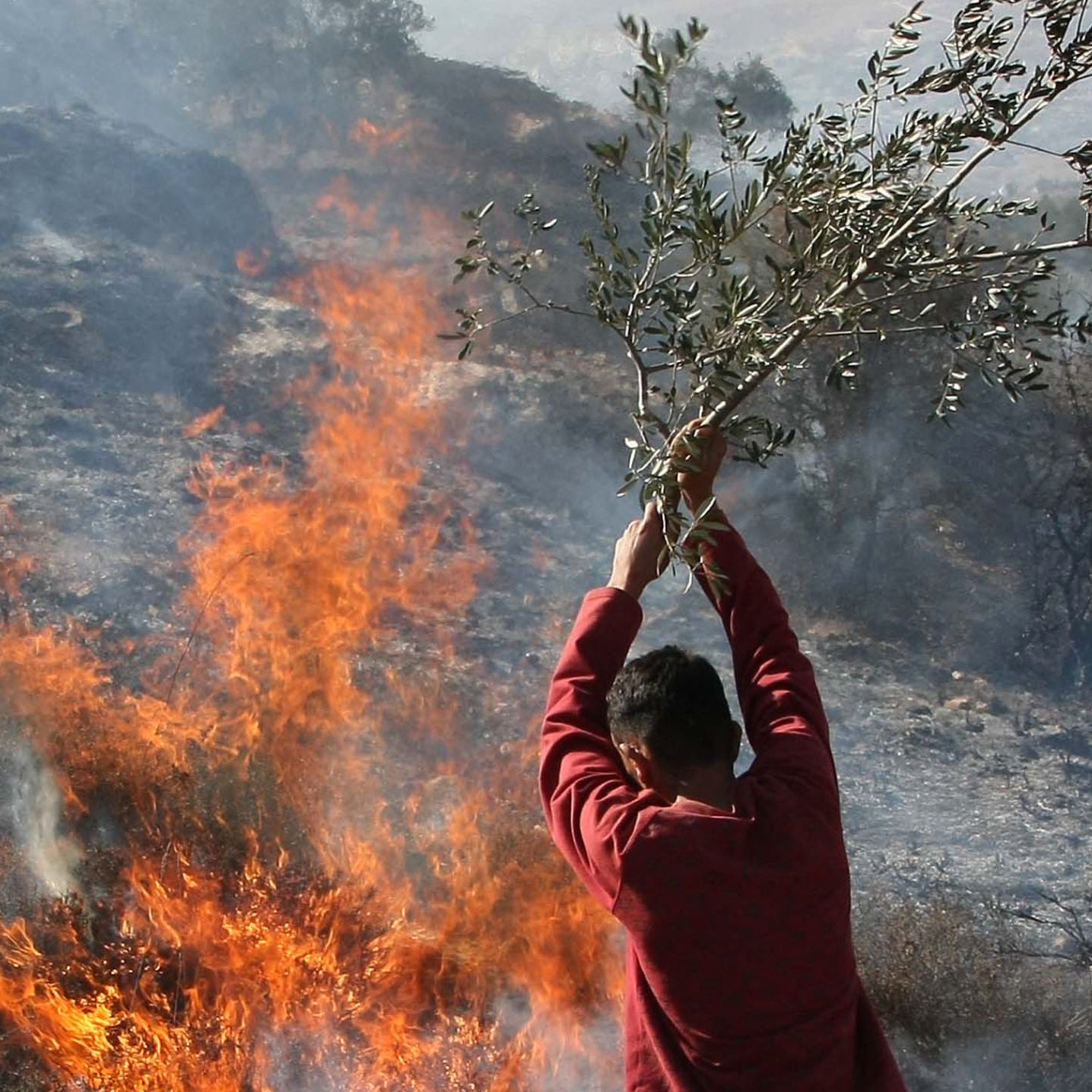 L'immagine mostra una persona che tiene in mano un ramo d'olivo mentre si trova vicino a un incendio. Sullo sfondo, le fiamme e il fumo si alzano, creando un'atmosfera di tensione. Il contrasto tra la natura rappresentata dal ramo e la devastazione del fuoco è molto evidente. L'azione sembra evocare un gesto di difesa o ricerca di speranza in un contesto difficile.