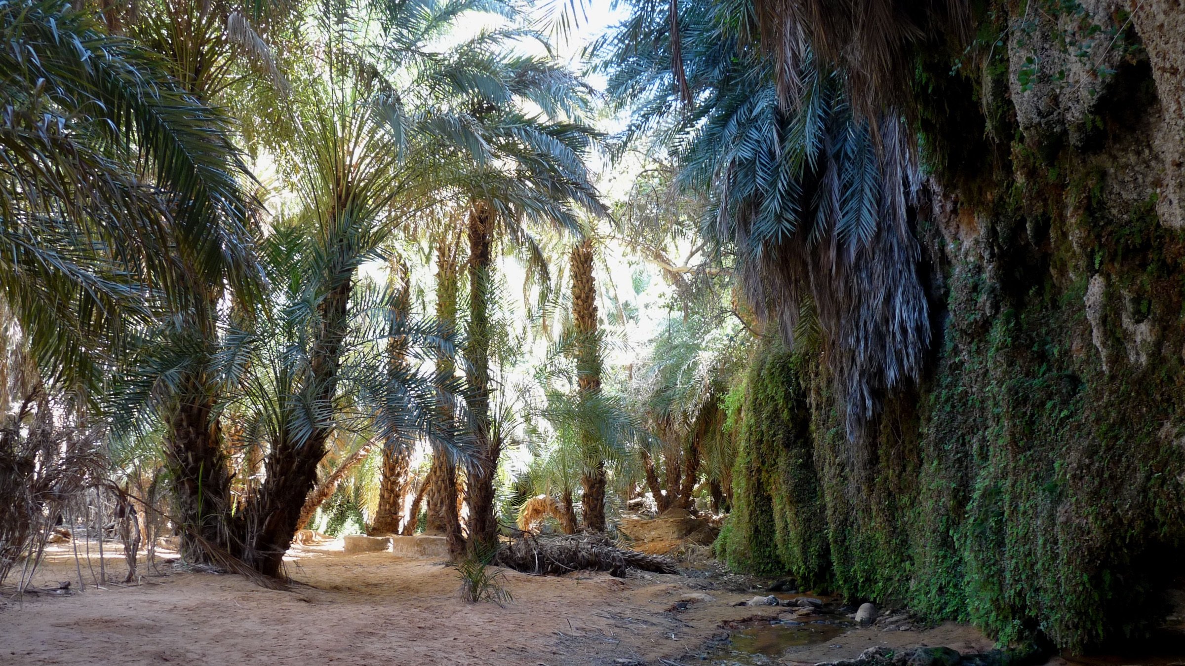 L'image représente un paysage naturel, probablement une oasis. On y voit de grandes palmiers qui forment un couvert luxuriant, créant une ambiance d'ombre et de fraîcheur. Le sol est recouvert de sable, et un petit ruisseau serpente à travers la scène, reflétant la lumière. Les parois rocheuses environnantes sont recouvertes de mousse et de végétation, ajoutant à la beauté naturelle de l'endroit. L'ensemble dégage une impression de sérénité et de beauté sauvage.