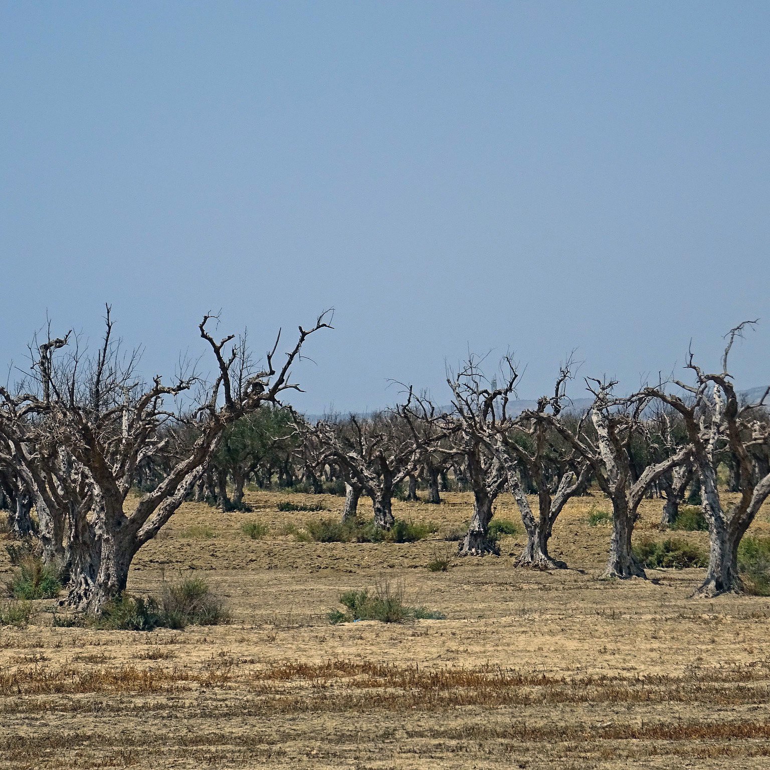 La imagen muestra un paisaje árido con árboles secos y deshojados. Los árboles tienen un aspecto marchito, con troncos gruesos y ramas que se extienden hacia arriba, aparentemente sin hojas. El terreno es seco, con pasto amarillento y áreas resecas que sugieren falta de agua. El cielo es de un azul claro, lo que contrasta con el aspecto desolado del terreno. La escena transmite una sensación de desolación y sequedad.