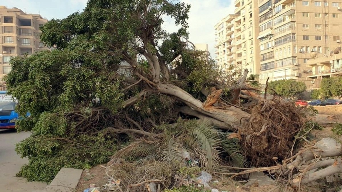 L'image montre un arbre déraciné, étendu sur le sol, avec ses branches et feuillages éparpillés. On peut voir des déchets et débris végétaux autour de l'arbre, ainsi que des bâtiments en arrière-plan. L'ensemble donne une impression de désordre et de négligence.