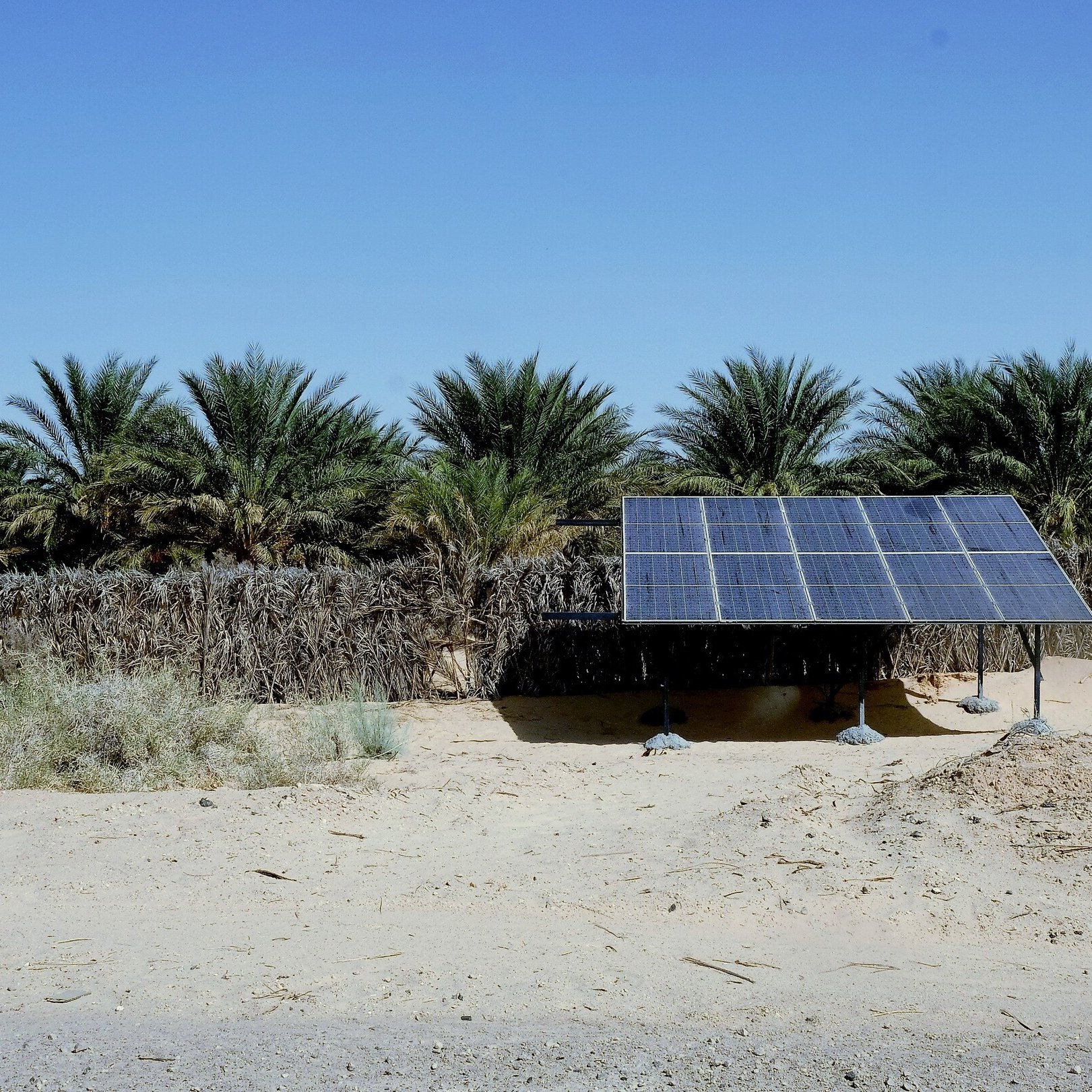 L'immagine mostra un'installazione di pannelli solari situata in un ambiente desertico. Sullo sfondo, si possono vedere palme che crescono, suggerendo la presenza di una vegetazione resistente al clima secco. L'area circostante è caratterizzata da sabbia e vegetazione bassa, tipica dei luoghi aridi. Il sole splende nel cielo blu, evidenziando il focus sulla sostenibilità e sull'energia rinnovabile in questa zona.