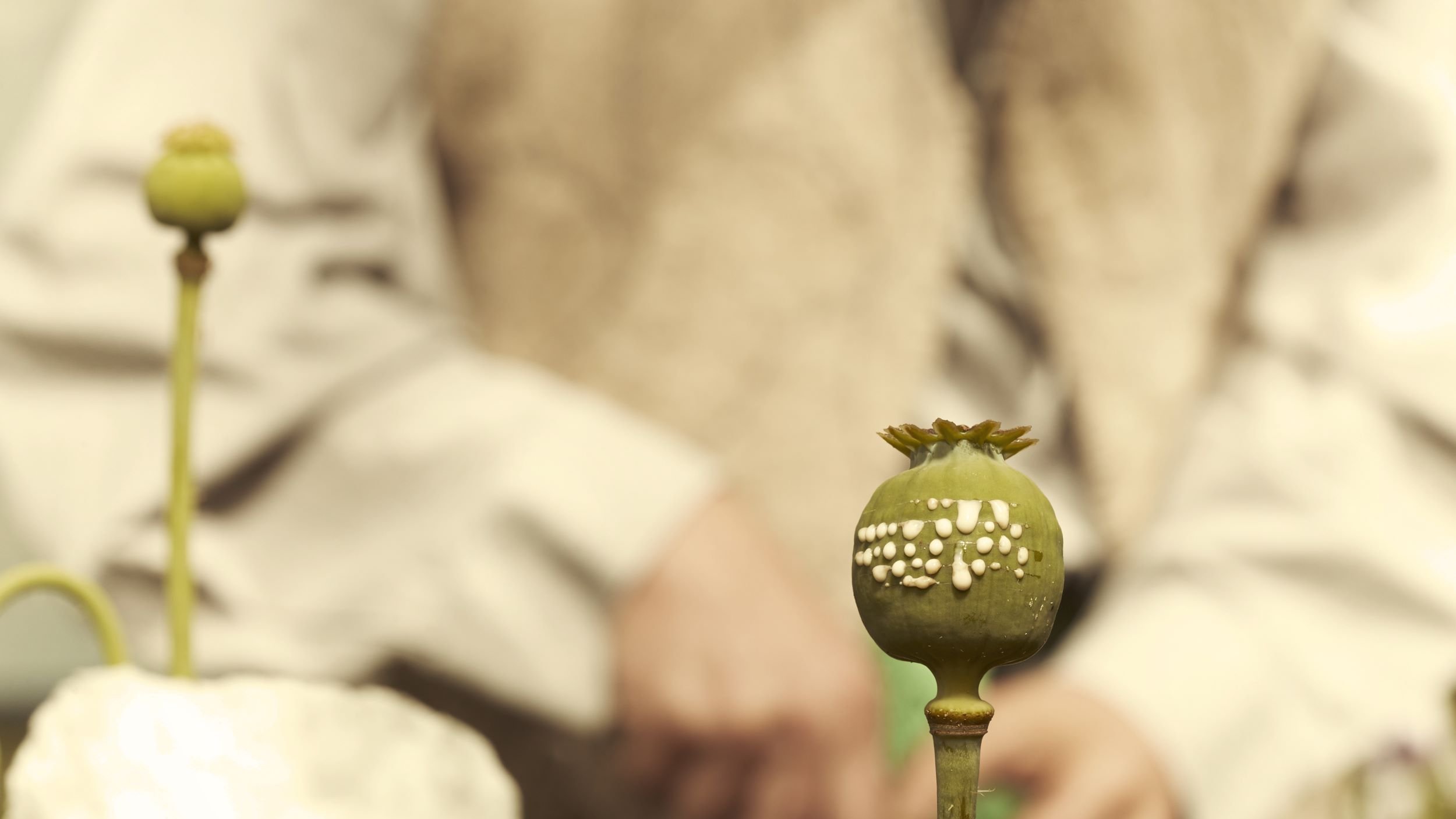 در این تصویر، یک کپسول غیرمستقیم شاهدانه (پاپی) سبز رنگ در کانون توجه قرار دارد. این کپسول به شکل گرد و به رنگ سبز مایل به زرد است و بر روی آن تعدادی نقاط سفید قابل مشاهده است. در پس‌زمینه، فردی با لباس ساده و کمرنگ دیده می‌شود که احتمالاً مشغول کار در طبیعت یا باغی است. فضای تصویر به نظر آرام و طبیعی می‌رسد.