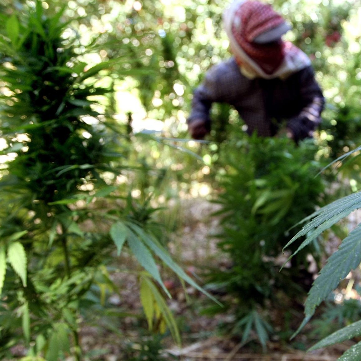 تظهر الصورة شخصًا يعمل في مزرعة تحتوي على نباتات القنب. يبدو أن الشخص مشغول بقطف أو العناية بالنباتات. النباتات ذات الأوراق الخضراء الكثيفة تحيط بالشخص، مما يعطي انطباعًا عن بيئة زراعية. الخلفية تبدو طبيعية، مع تداخل الضوء وظلال الأشجار.