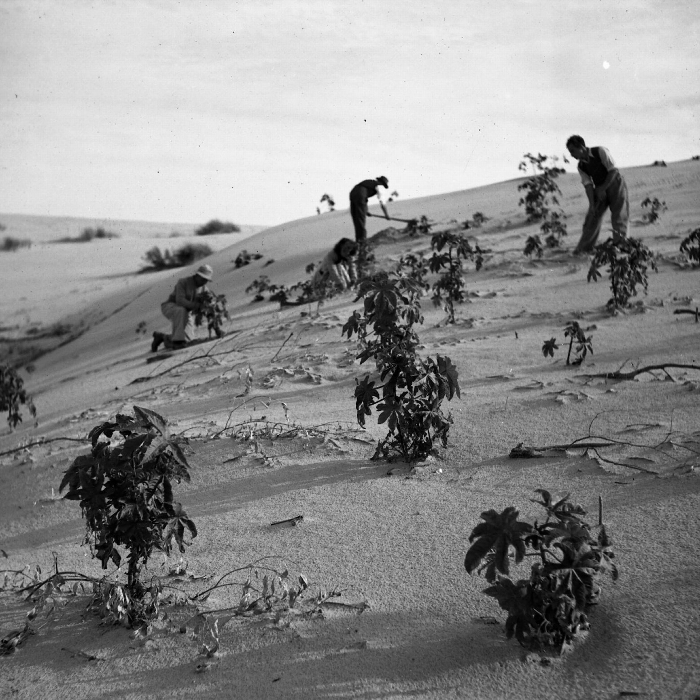 L'image montre des personnes travaillant sur une pente sablonneuse, probablement dans une région désertique. Elles sont accroupies et s'occupent de jeunes plants ou cultures qui poussent sur cette surface. Le paysage semble aride, avec quelques petites plantes émergeant du sable. L'ambiance générale est celle du travail agricole en milieu difficile.