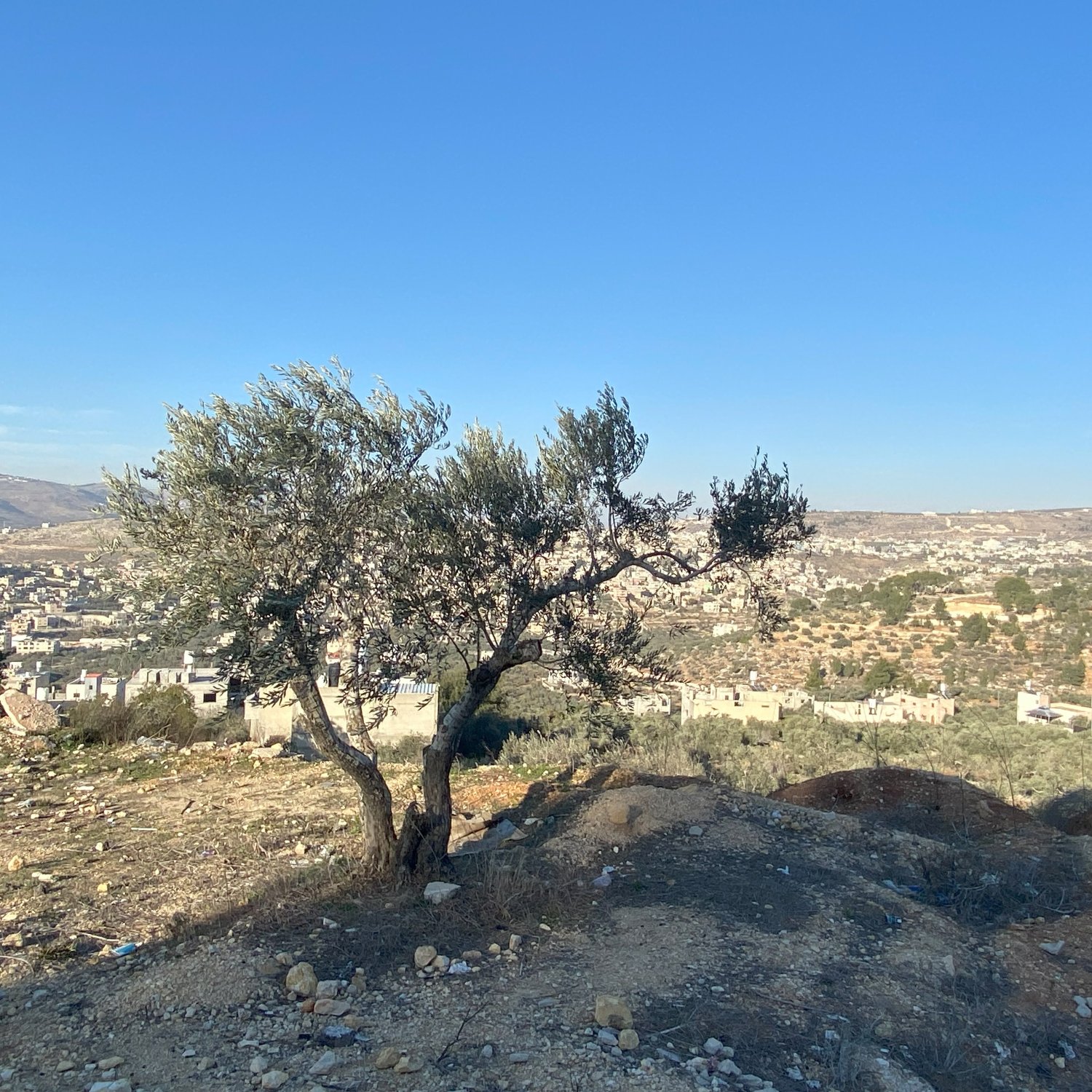 The image depicts a solitary olive tree on a hillside, set against a clear blue sky. In the background, there are rolling hills and a view of a valley scattered with small buildings, likely part of a village or town. The landscape appears dry with patches of greenery, suggesting a rural area. The olive tree, with its twisted trunk and sparse leaves, stands out prominently in the foreground, adding a touch of nature to the scene.