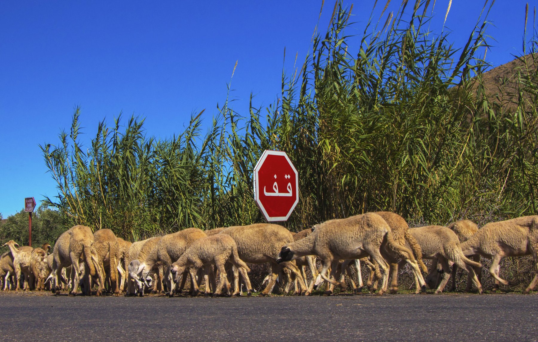 A flock of sheep crosses a road near a stop sign, with tall grass in the background.