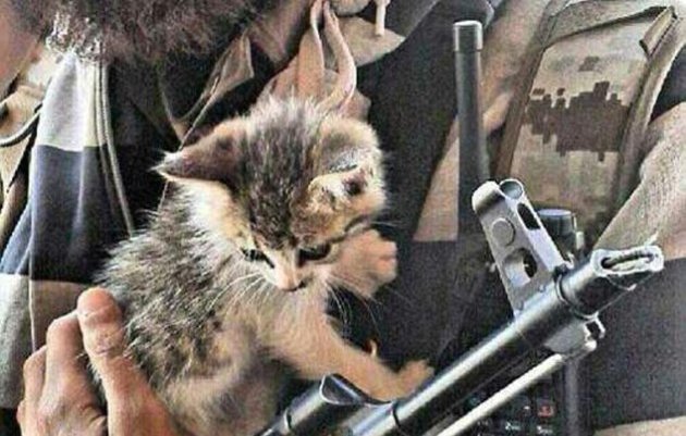 L'image montre un homme portant un uniforme militaire avec une barbe, tenant un chaton dans ses bras. Le chaton, qui semble curieux et mignon, est positionné près d'une arme à feu et d'un talkie-walkie accrochés à l'uniforme. L'ensemble crée un contraste saisissant entre la douceur de l'animal et l'environnement militarisé.